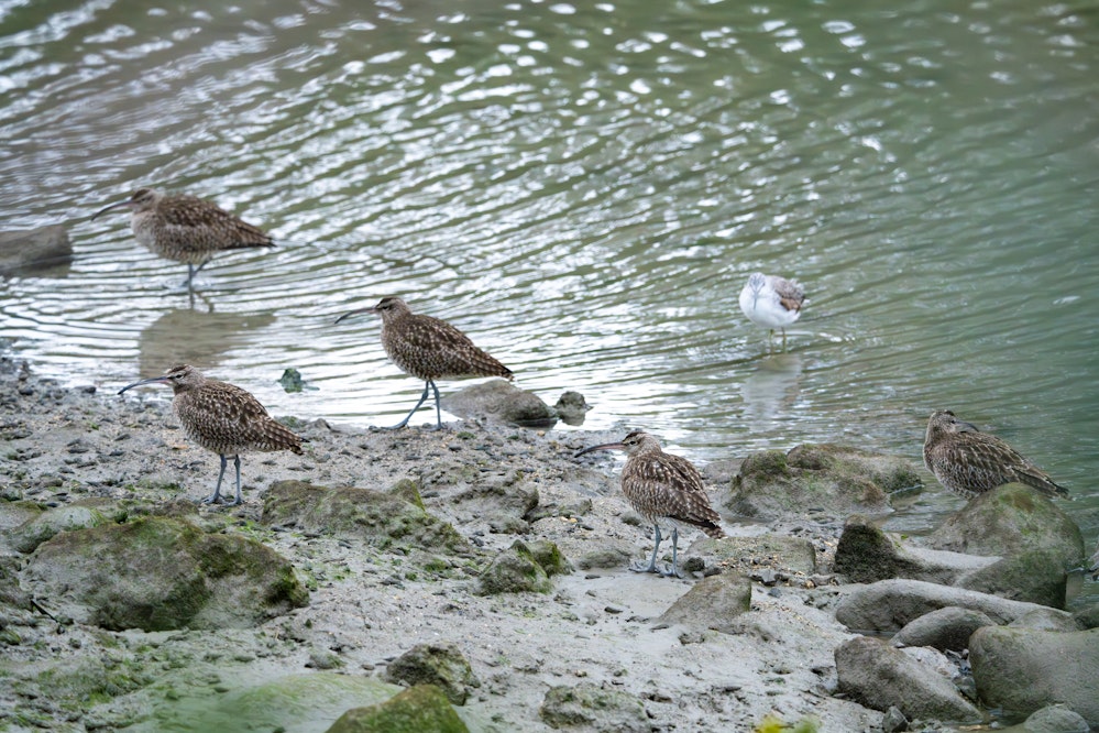 水路にいるチュウシャクシギの群れ - 2025.01.22 沖縄県糸満市