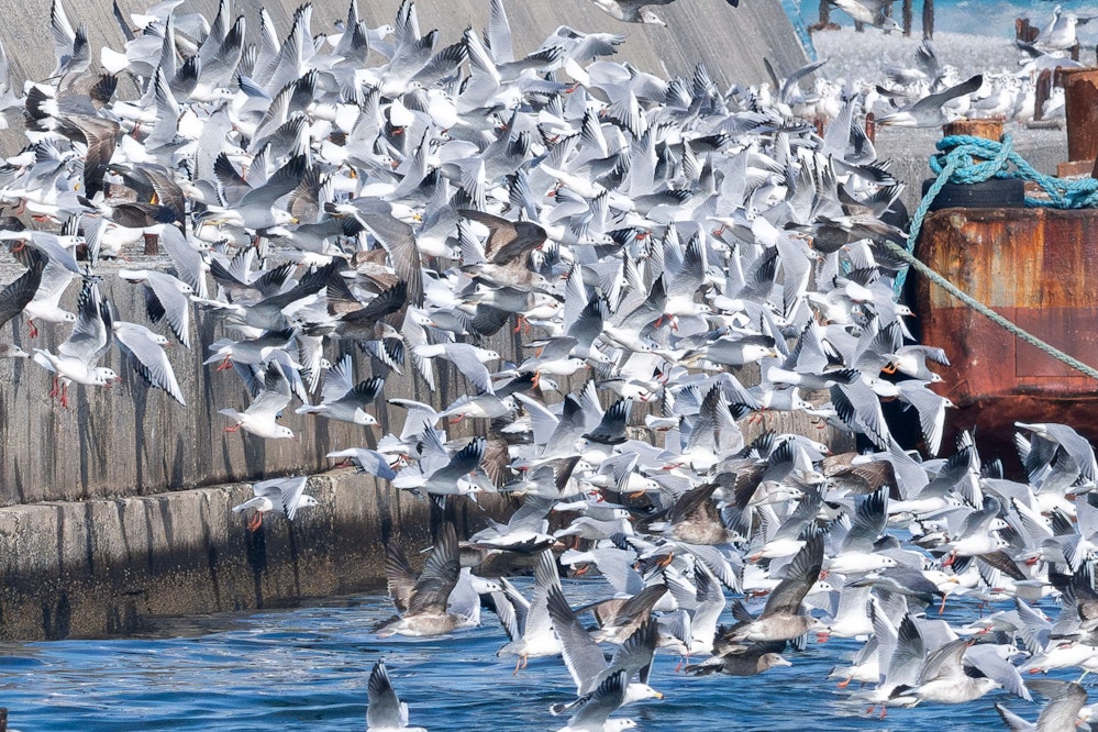 銚子には大量のカモメが飛来する - 2026.02.15 千葉県銚子市
