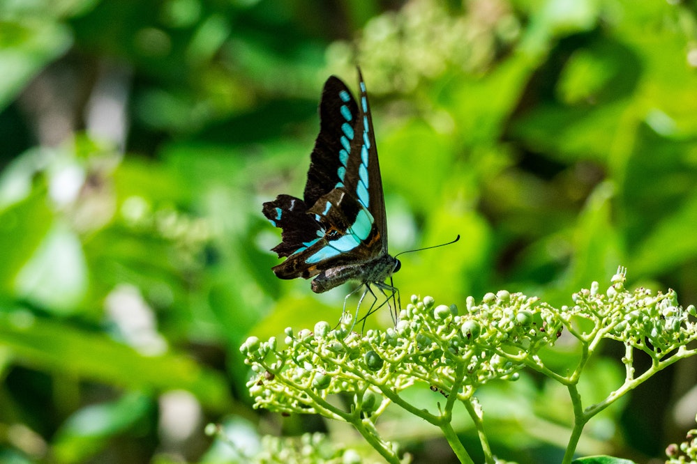 アオスジアゲハ - 2025.10.18 沖縄県南城市