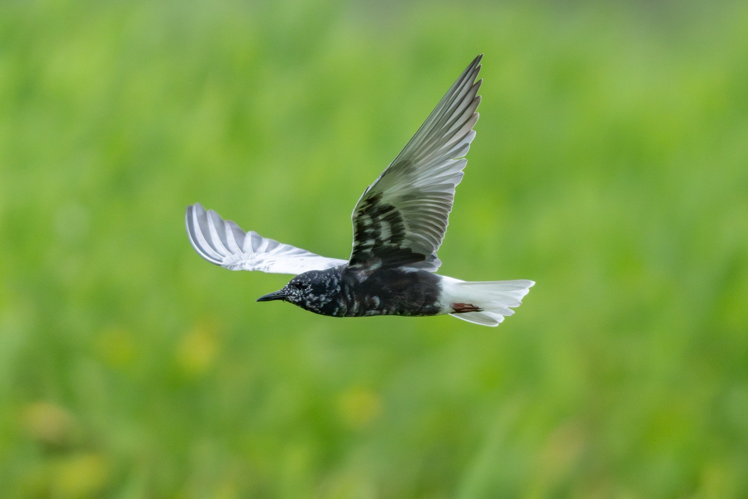 ハジロクロハラアジサシ:Alternate(夏羽)- 2026.06.07 沖縄県金武町
