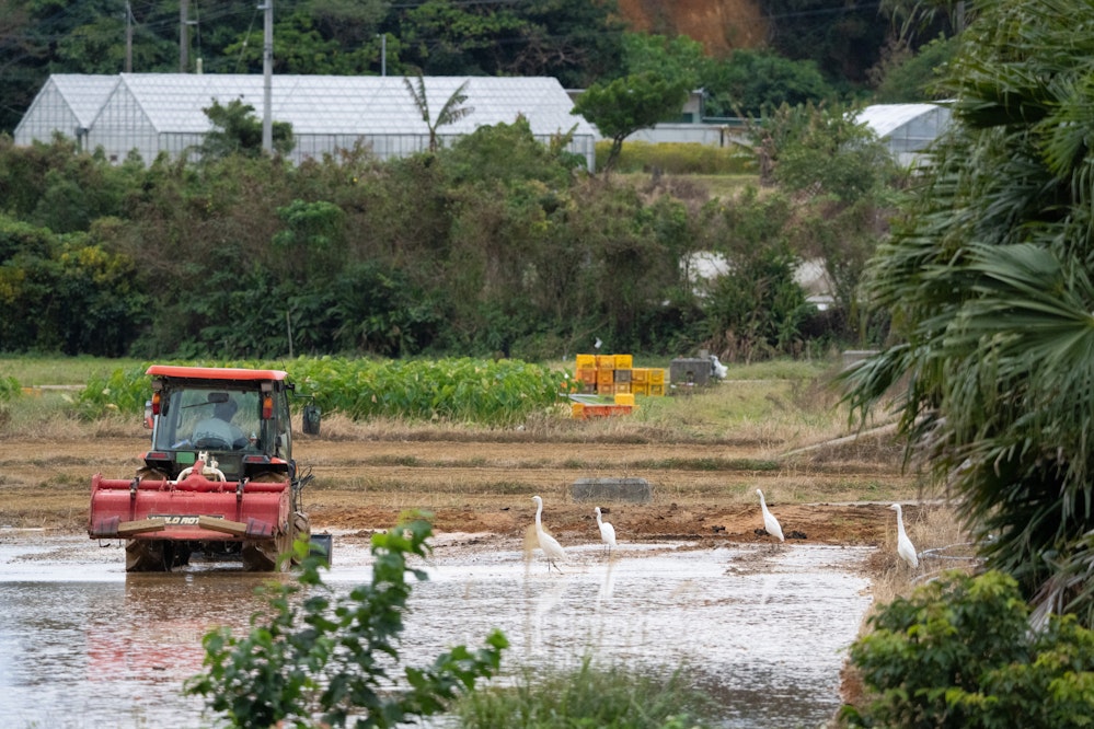 耕運機の横で待機している所がかわいい - 2026.02.03 沖縄県金武町