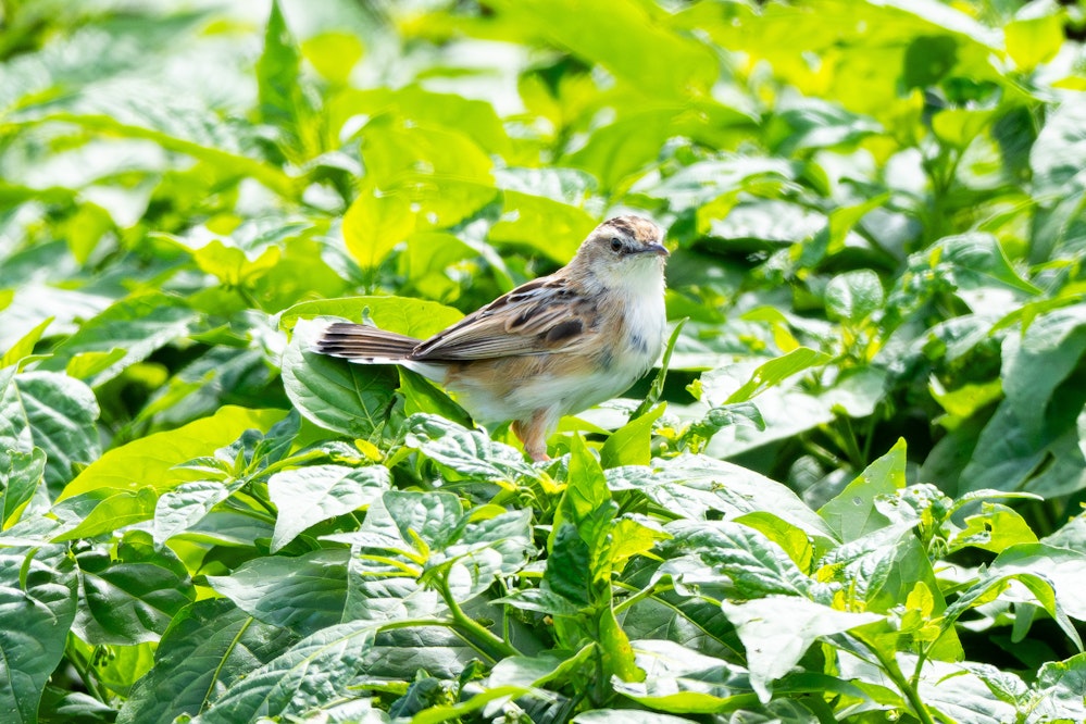 案外草むらにいること多いの?? - 2026.03.15 沖縄県糸満市