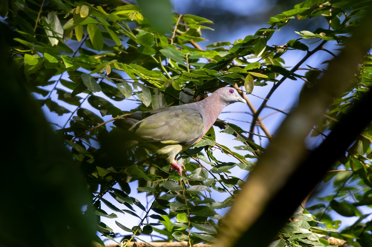 マレーシアの野鳥:コアオバト