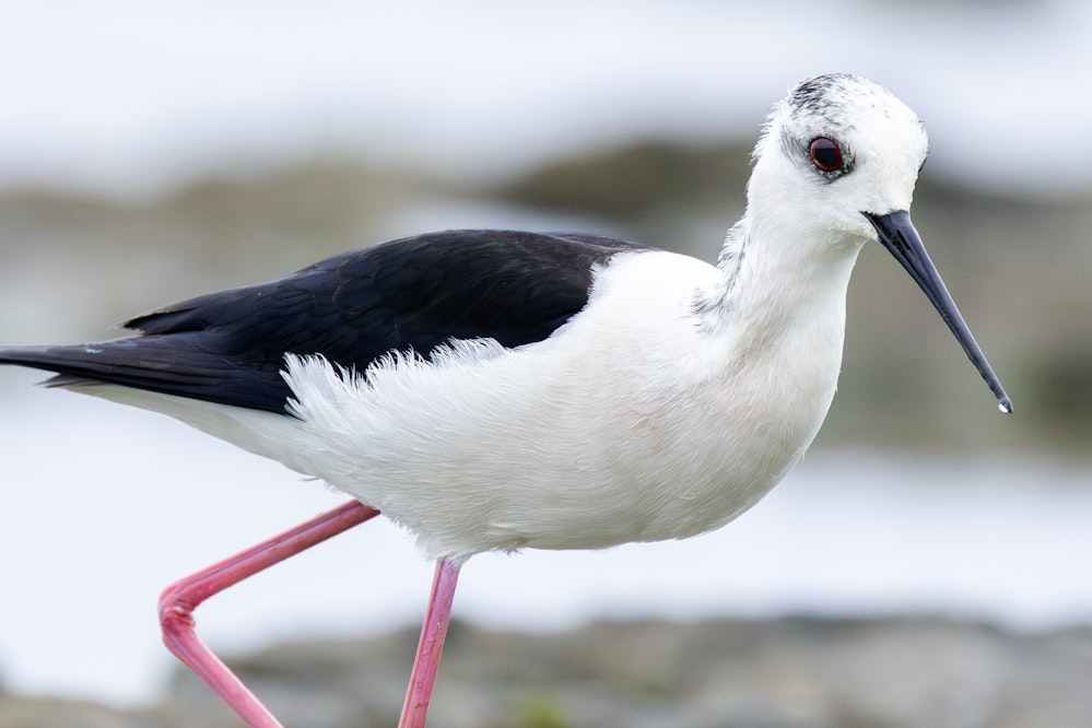 目の色は綺麗なルビー色、頭部の黒い模様は様々