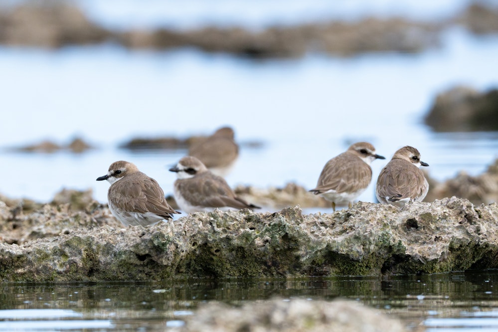 群れ - 2025.03.15 沖縄県糸満市