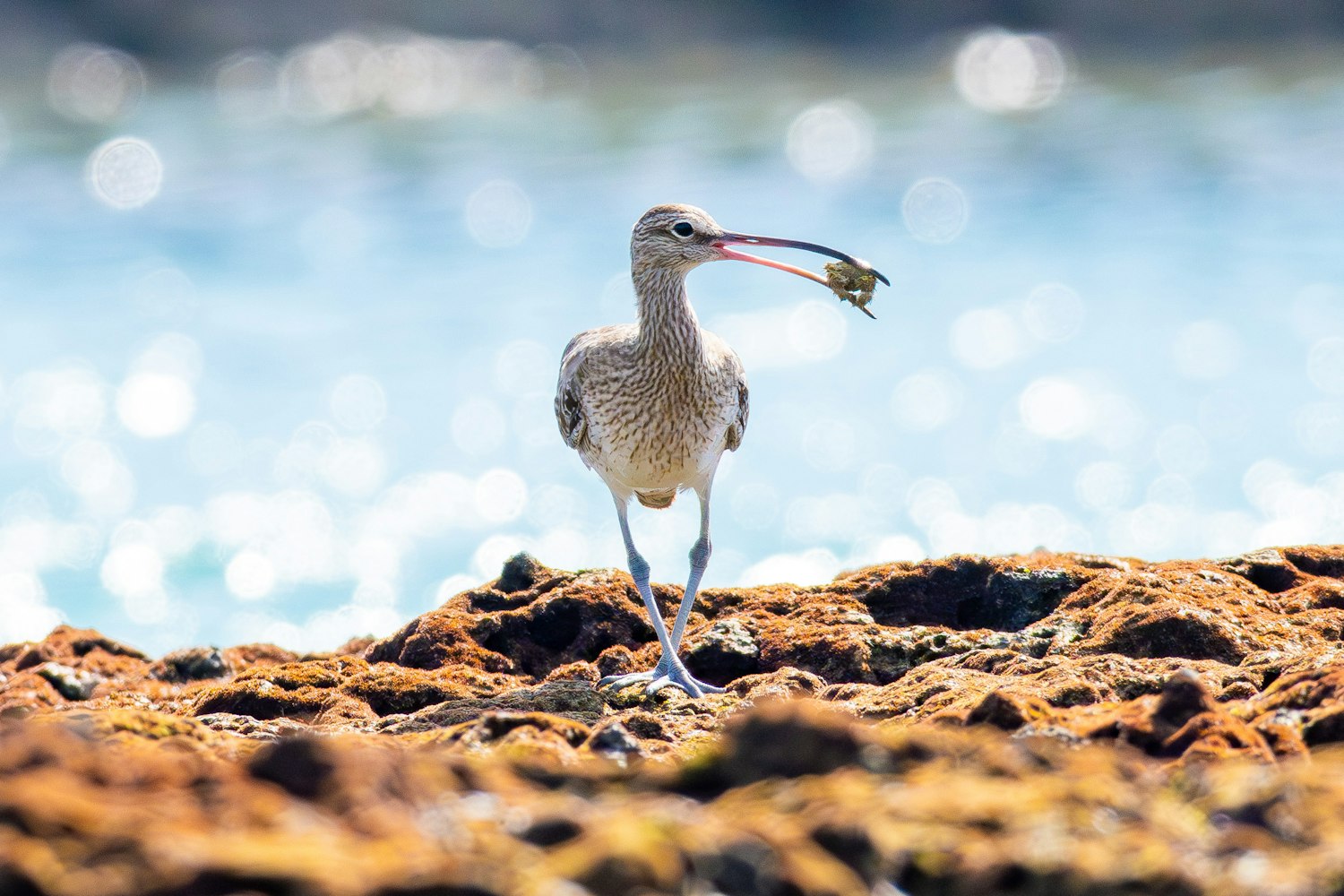 捕まえるたカニを食べようとしている - 2025.10.17 海岸(沖縄県与那原町)