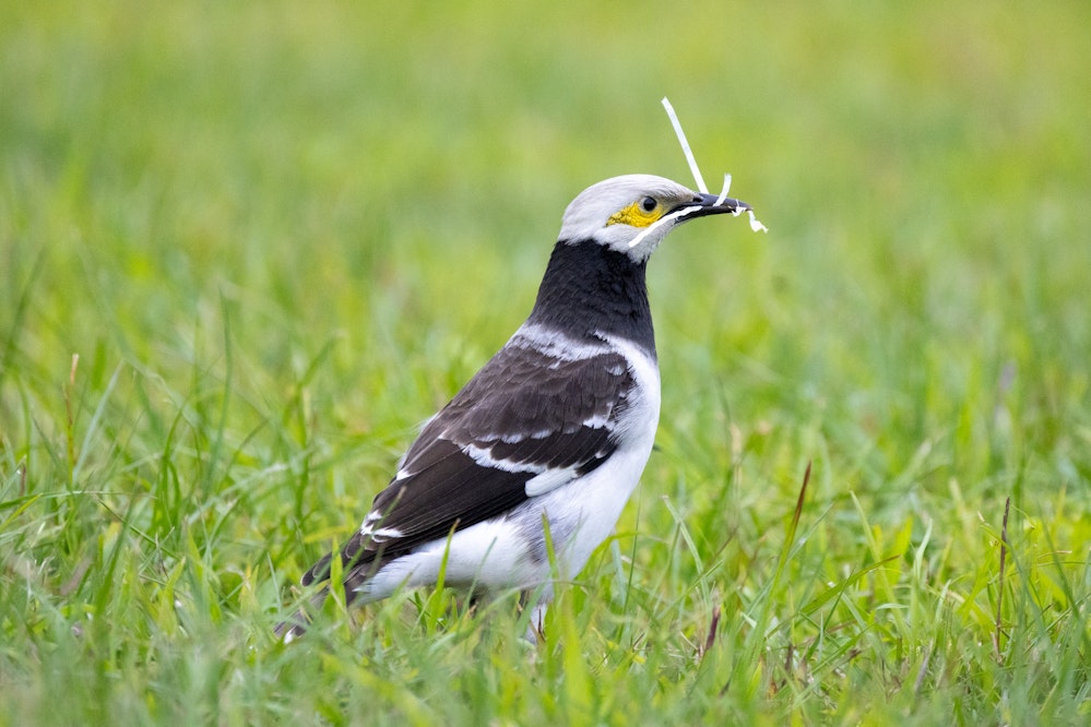 クビワムクドリ - 2026.03.22 台湾台北市 