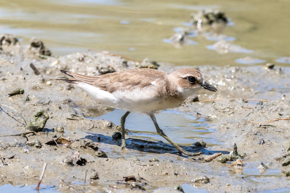 首の周りが白いメダイチドリ - 2025.09.29 沖縄県南城市