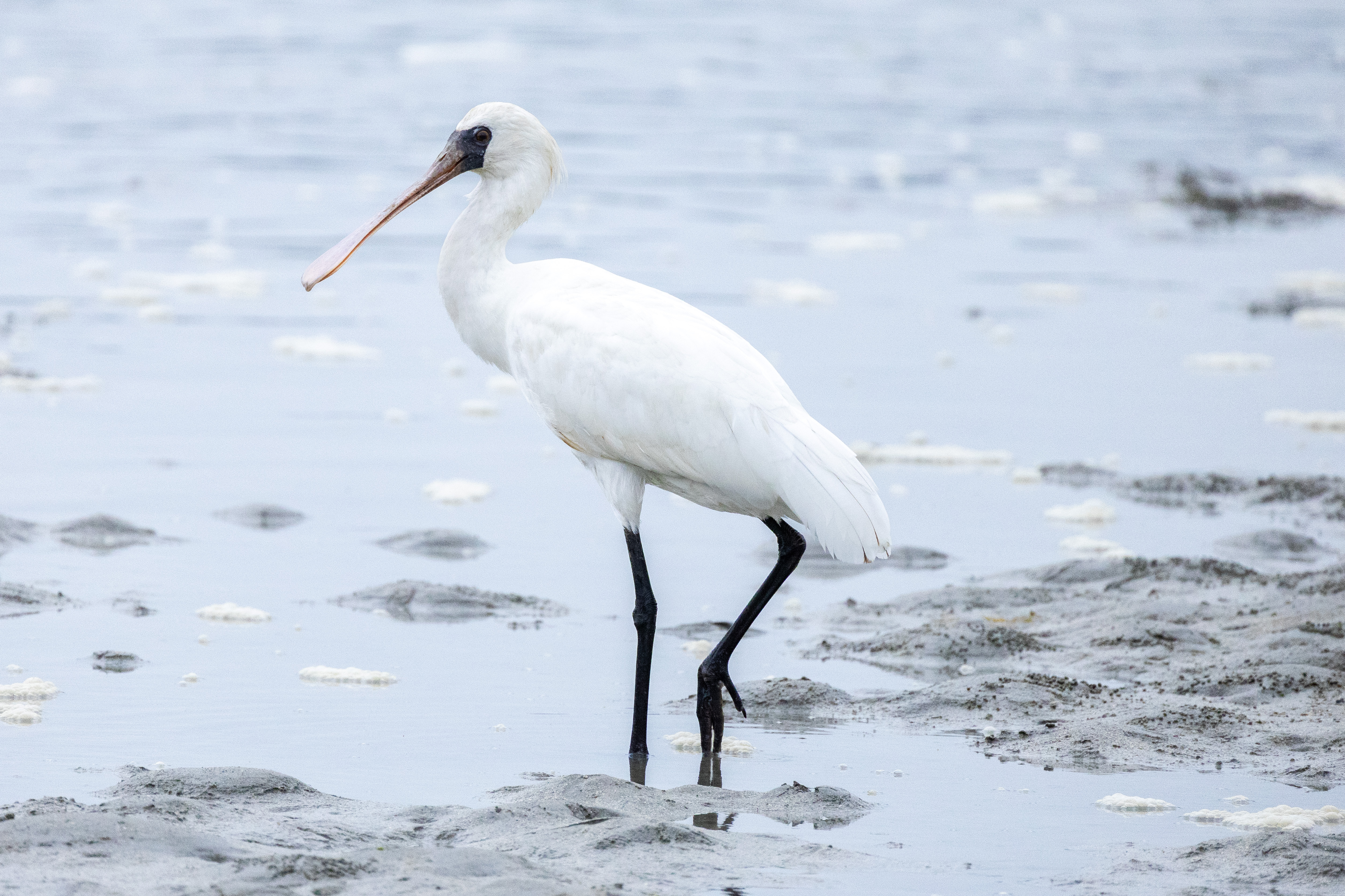 コサギ｜沖縄の野鳥