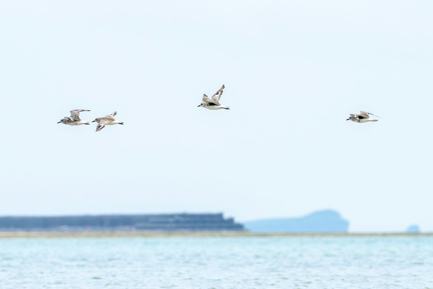 ダイゼン：合計5羽見かけました - 2026.06.30 沖縄県沖縄市