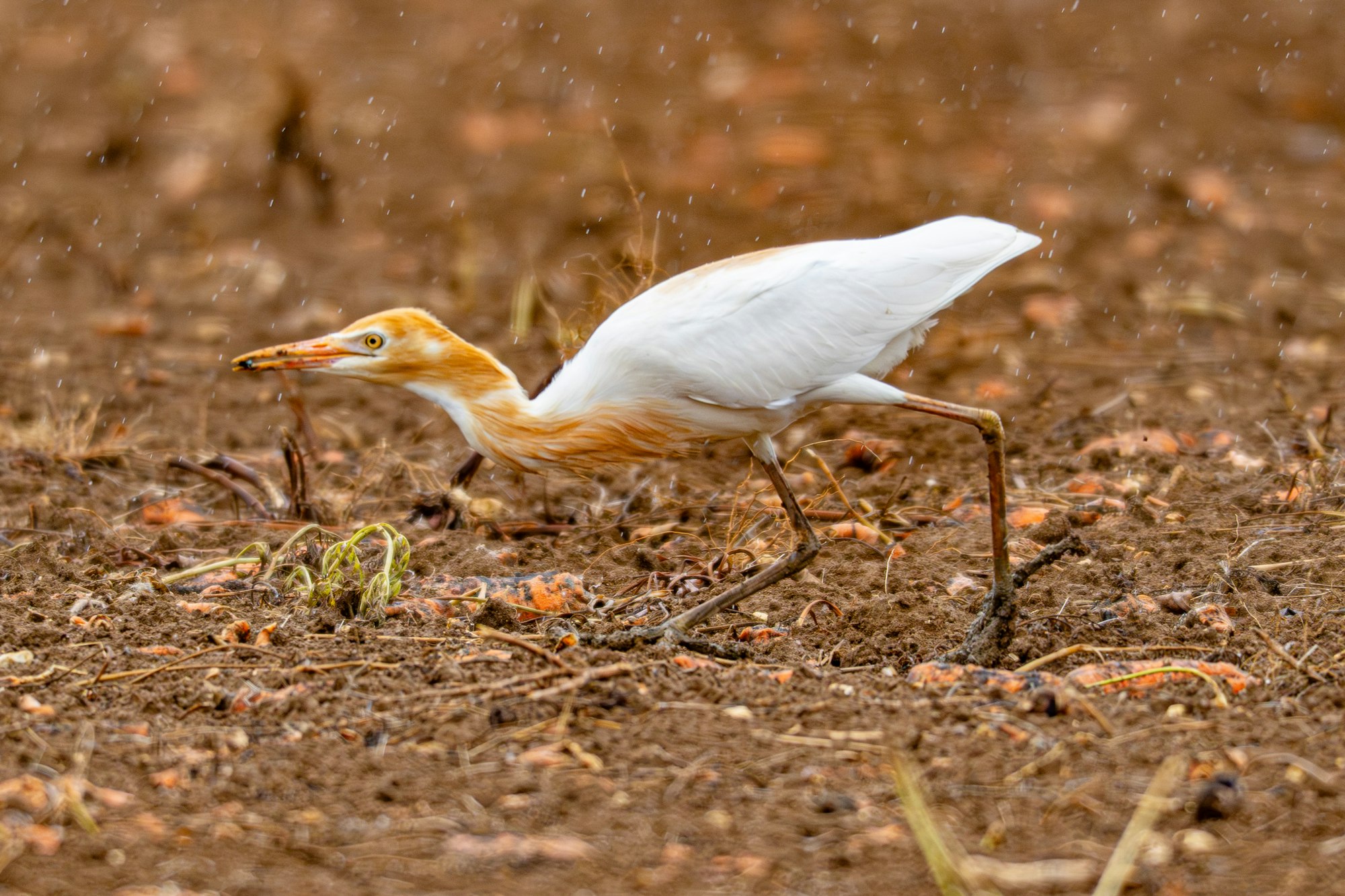 （FE 400-800mm F6.3-8 G OSS）