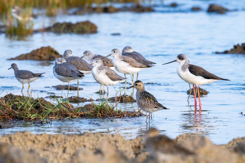 セイタカシギのサイズ感はアオアシシギと同じくらい - 2025.11.03