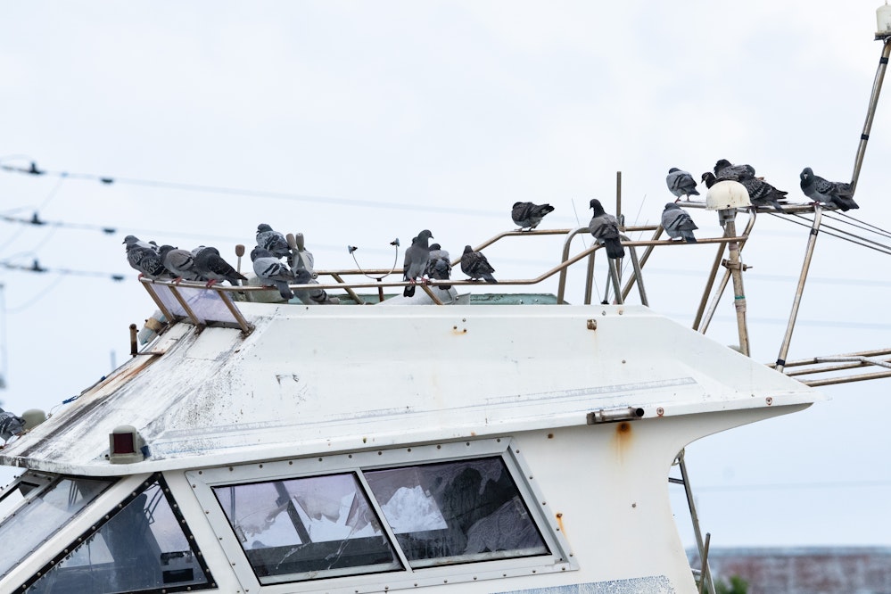 沖縄のカワラバトは港で見かけることが多い