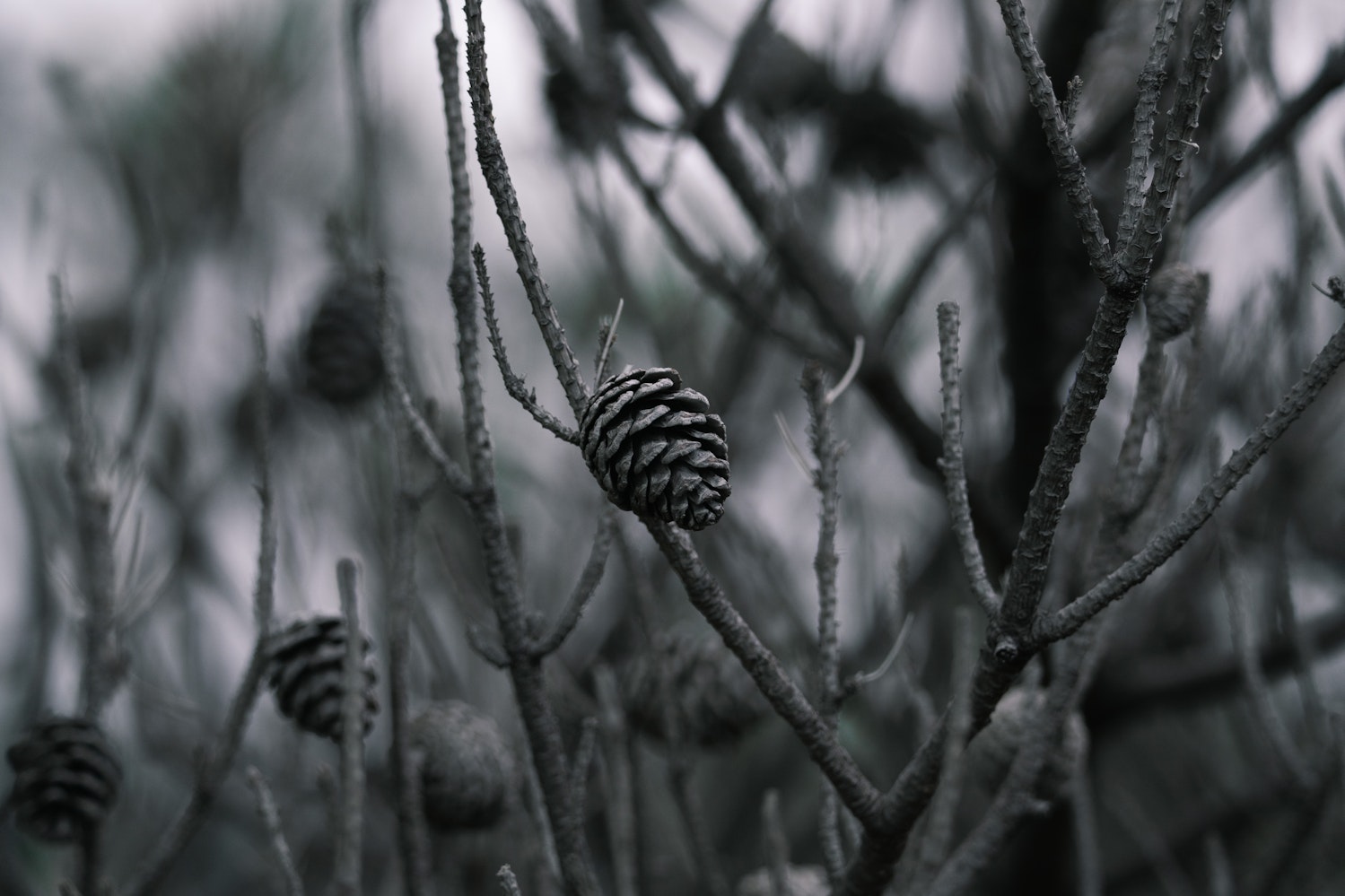 硫黄山（鹿児島県）