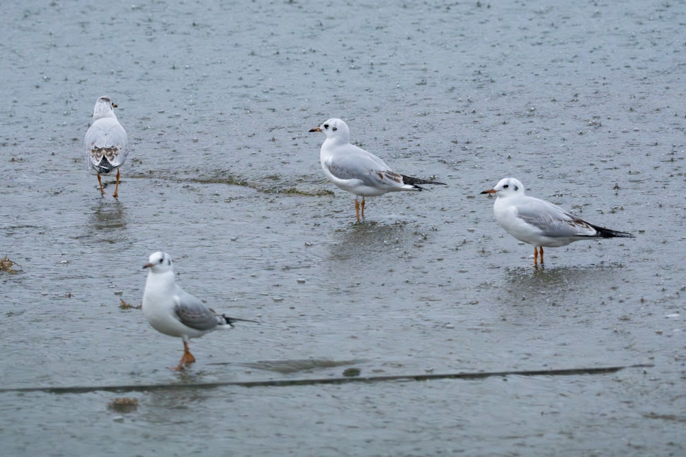 珍しく集団でいるユリカモメ