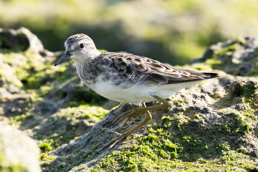 成鳥冬羽、割と近くまで寄ってくれた - 2026.02.21 沖縄県糸満市