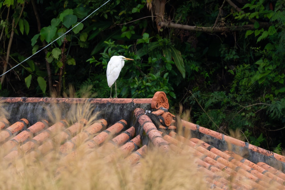 赤瓦（沖縄の伝統的な民家の瓦）の上にいる - 2026.02.03 沖縄県金武町