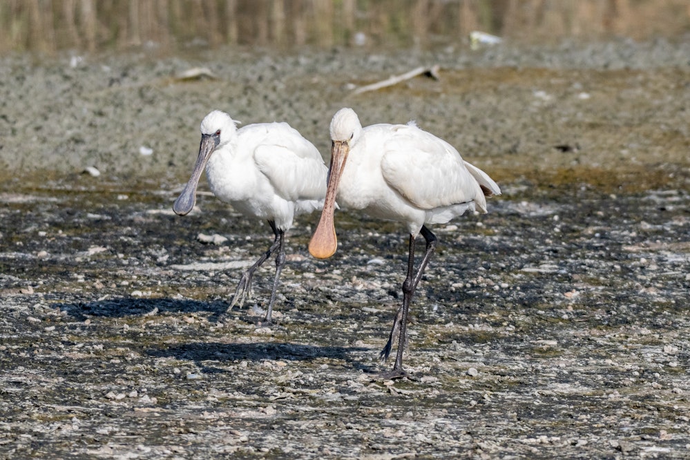 ヘラサギとクロツラヘラギ - 2026.01.25 沖縄県豊見城市