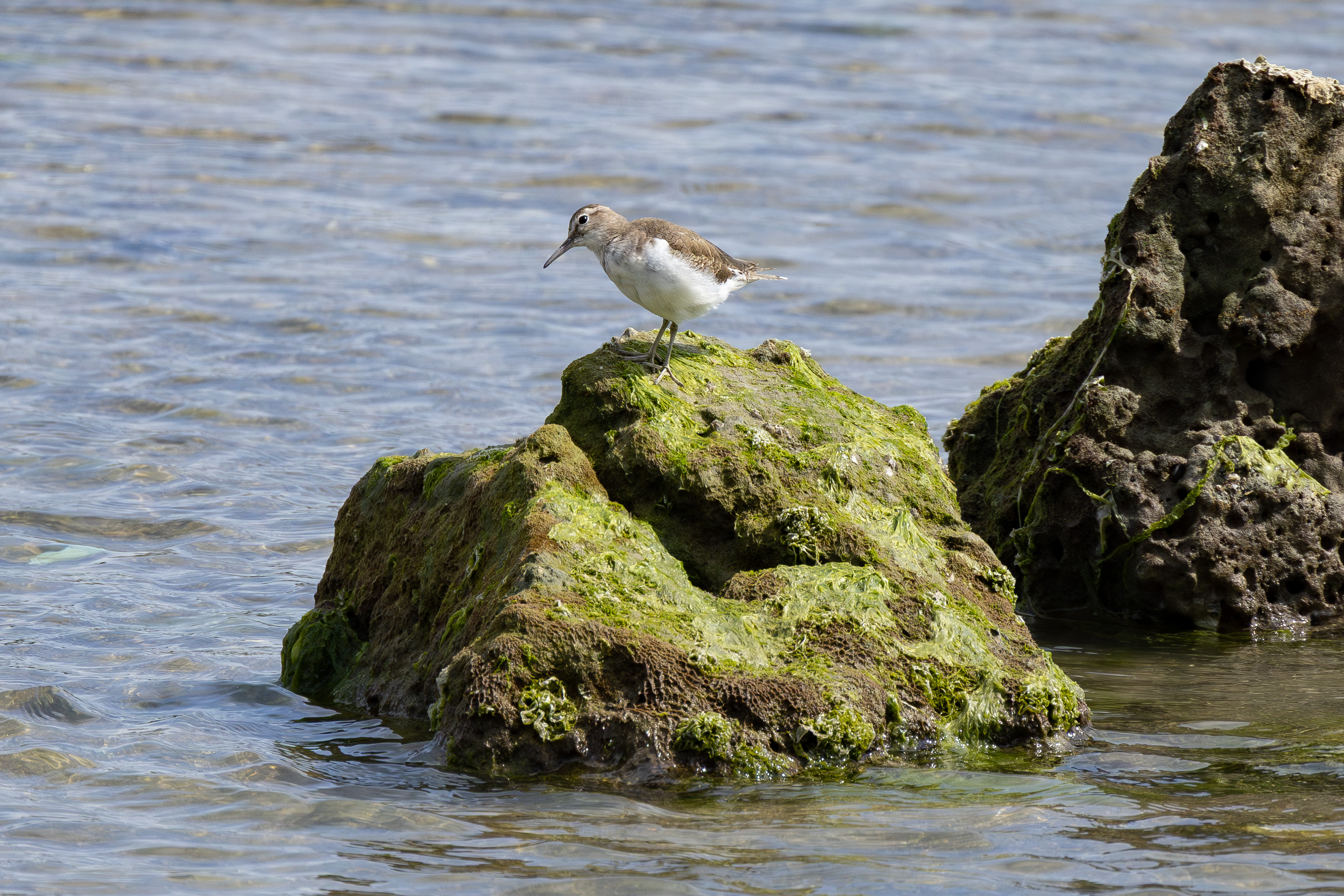 だいたい単独でいるイソシギ - 2025.03.24 沖縄県南城市