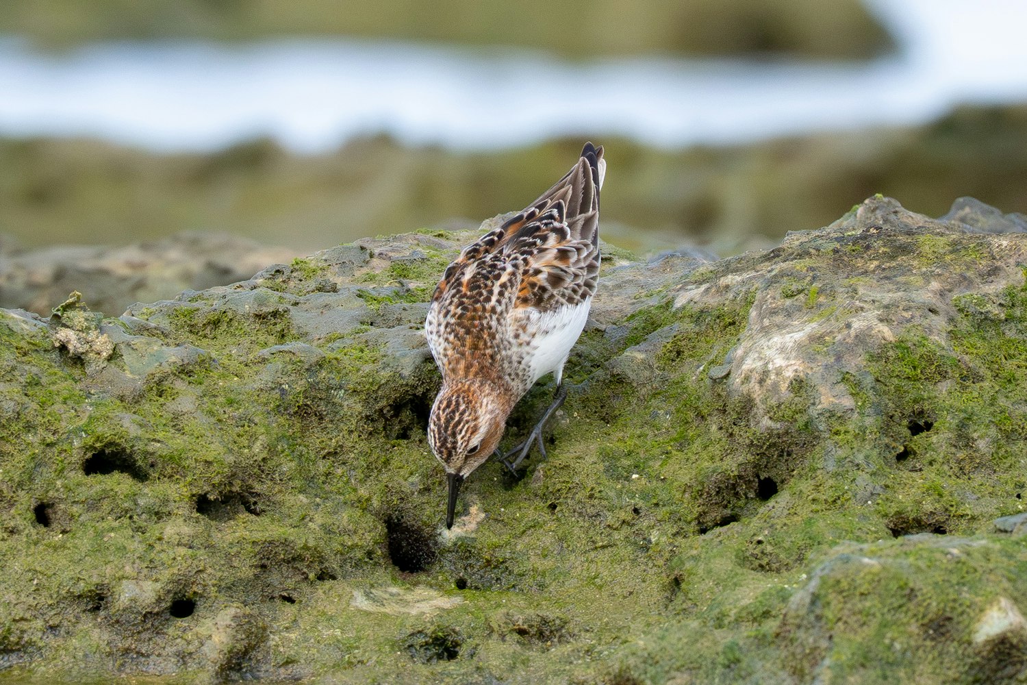 トウネン：上の写真と同じ個体 Alternate plumage（成鳥夏羽）- 2026.04.29 沖縄県糸満市