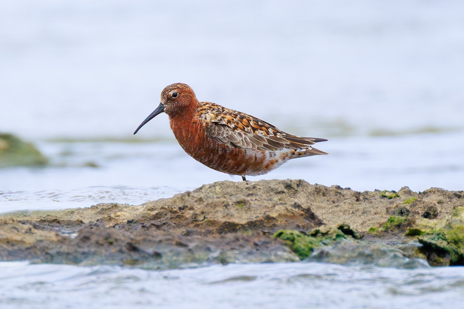 サルハマシギ：DCA（成長夏羽）- 2025.5.14 沖縄県糸満市