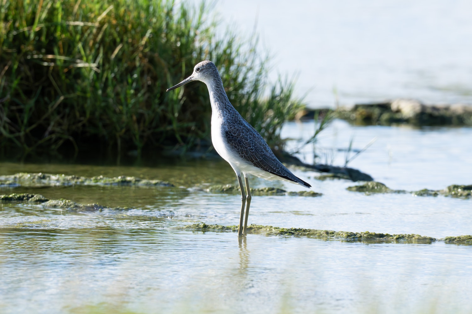 珍しく姿勢が良いアオアシシギ - 2025.09.19 沖縄県糸満市