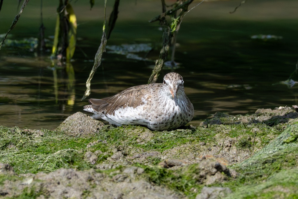 マングローブの木の下でくつろぐ様子 - 2026.02.28 沖縄県南城市