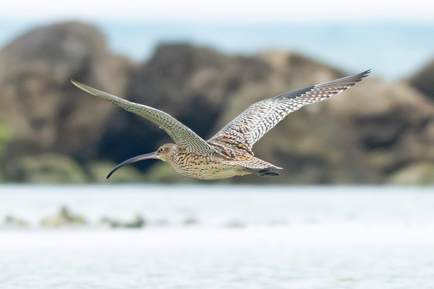 ホウロクシギ：翼の下面に模様があることからホウロクシギとわかる - 2026.03.29 沖縄県沖縄市