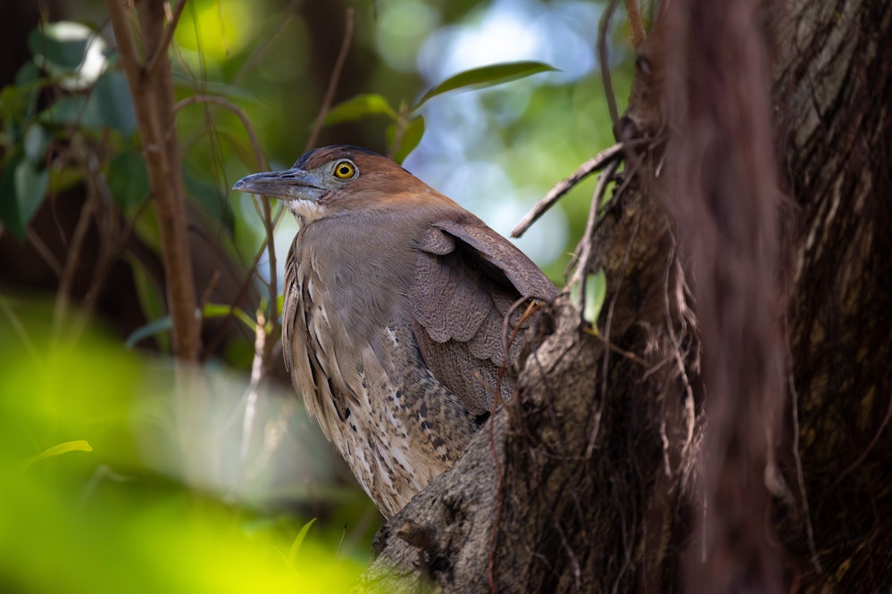 ズグロミゾゴイ - 2026.03.21 台湾台北市 