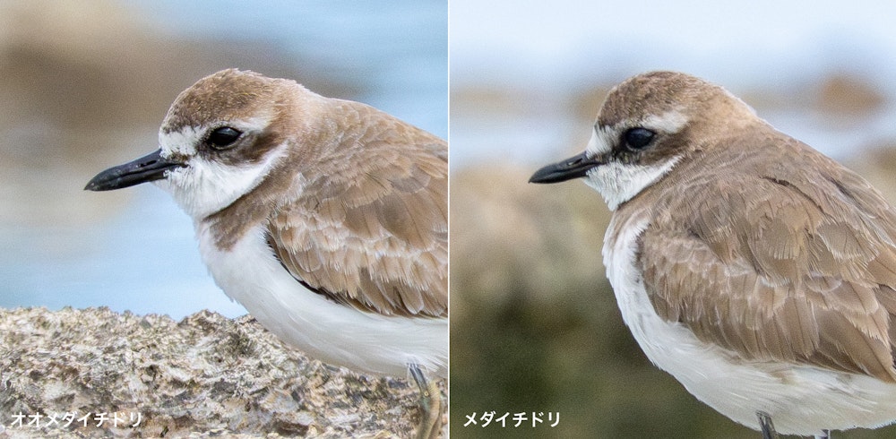 オオメダイチドリとメダイチドリの嘴の長さの比較