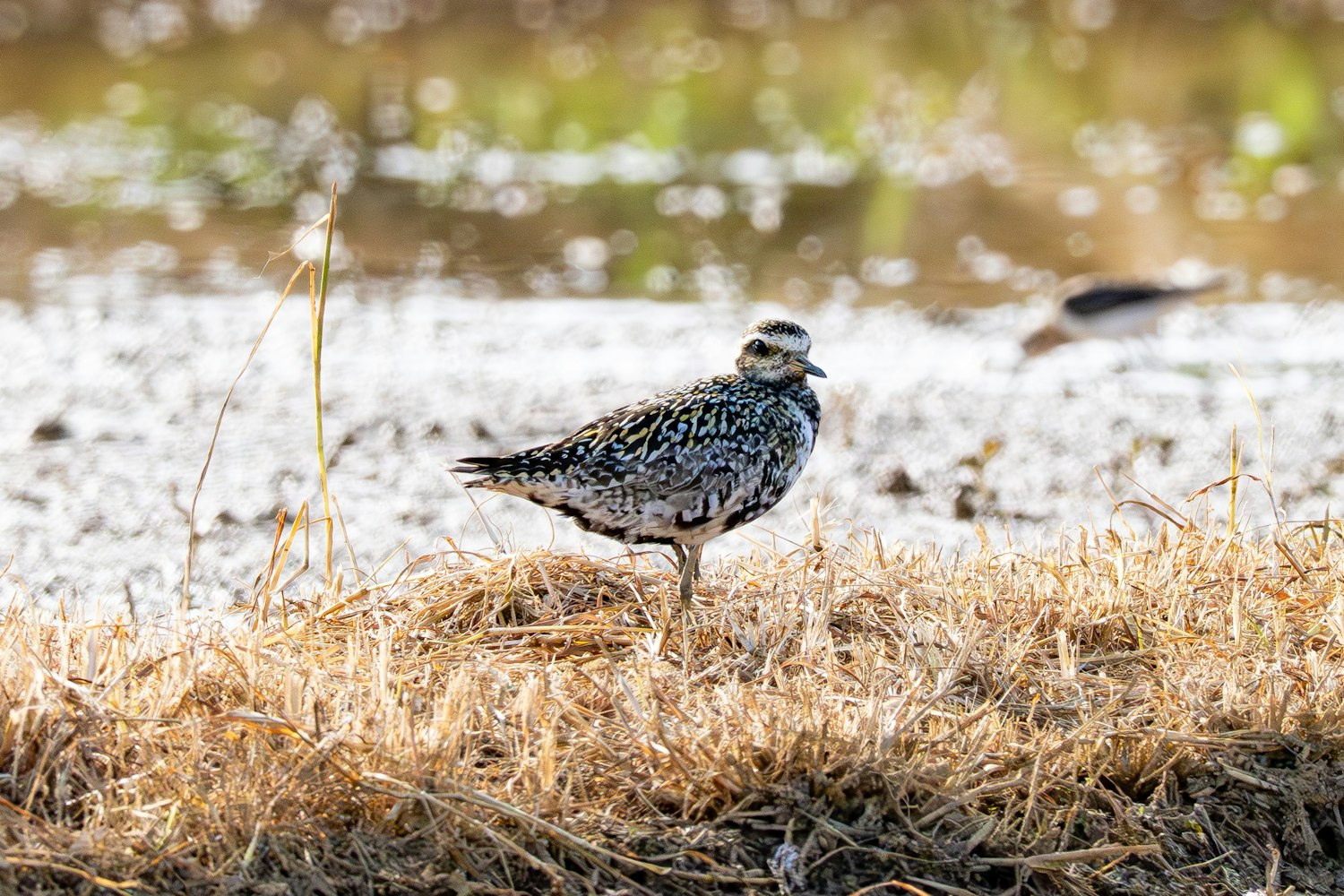 冬羽と夏羽の間のムナグロ