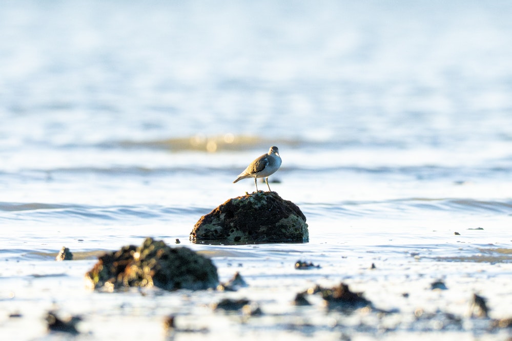 夕暮れの岩場でかっこよく佇む - 2025.08.14 沖縄県南城市