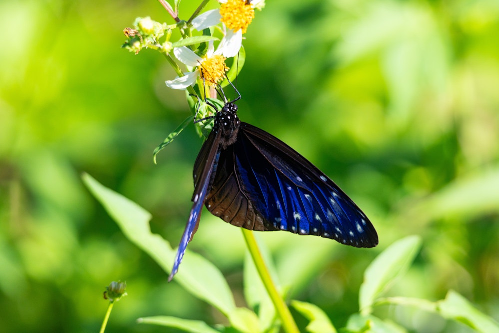 ツマムラサキマダラ（褄紫斑）メス - 2025.10.25 読谷村