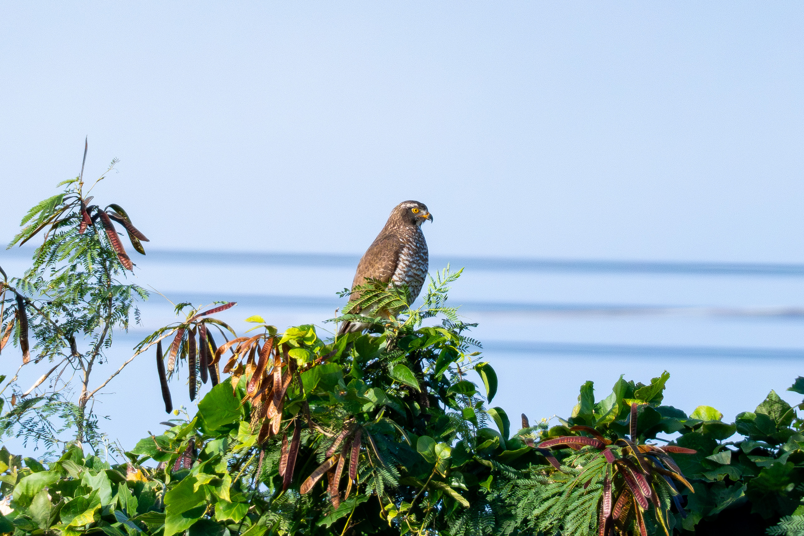 ふと見上げると木の上にいることがある - 2026.01.18 沖縄県糸満市