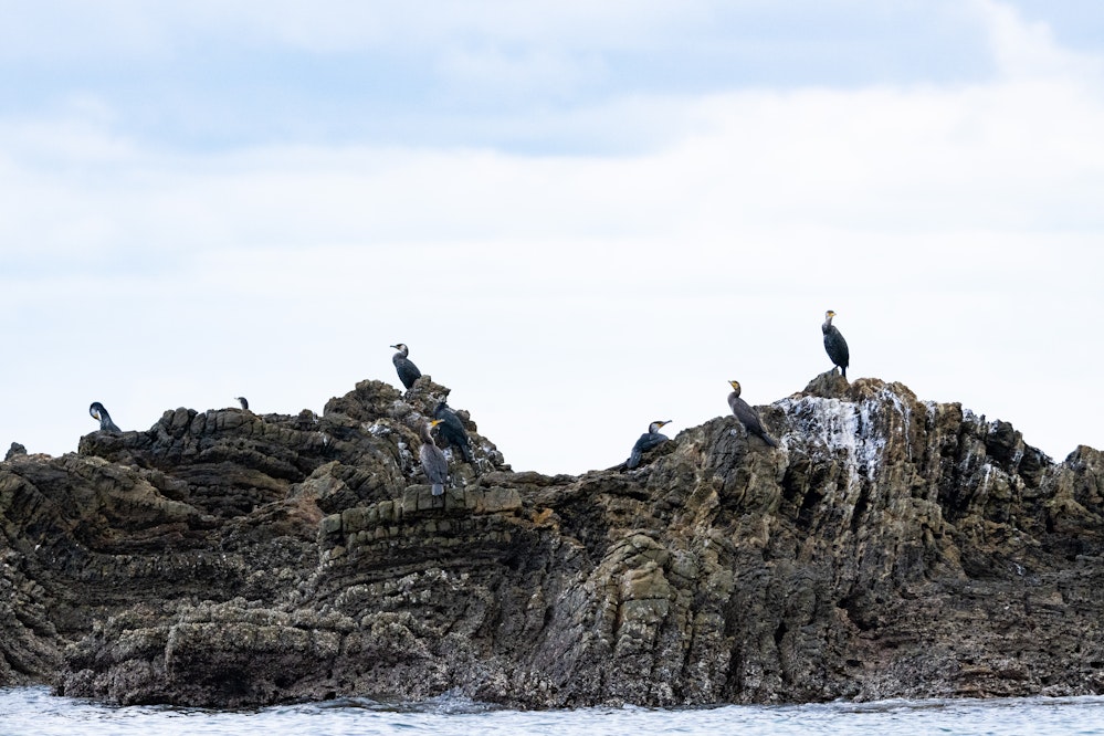 ウミウの群れ。沖合の岩場にいると頑張らないと識別できない - 2026.02.01 沖縄県金武町