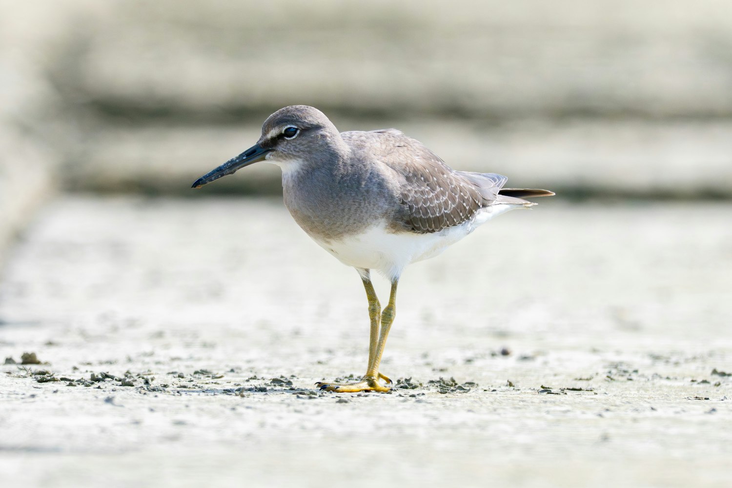 冬羽のキアシシギ、換羽したてか綺麗 - 2025.9.29 沖縄県糸満市