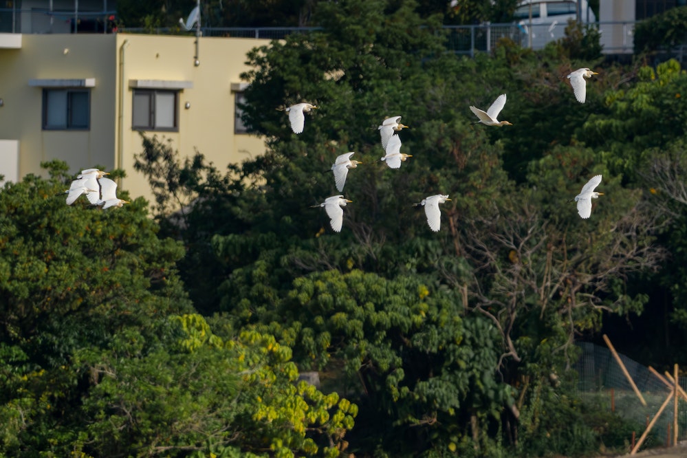 12羽の群れ - 2026.03.27 沖縄県金武町