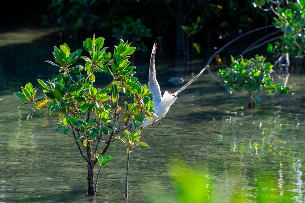 ズグロカモメの狩りの様子 - 2025.11.08 沖縄県沖縄市