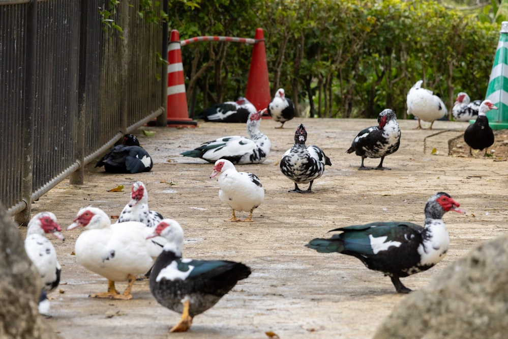道路を占拠する様子 - 2025.02.01 沖縄県那覇市