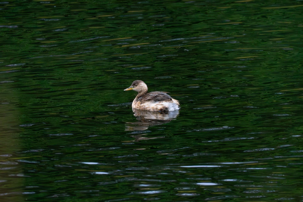 水辺に1群のカイツブリ