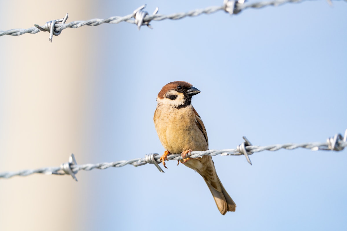 基地のフェンスに留まるスズメ - 2025.05.31 沖縄県うるま市