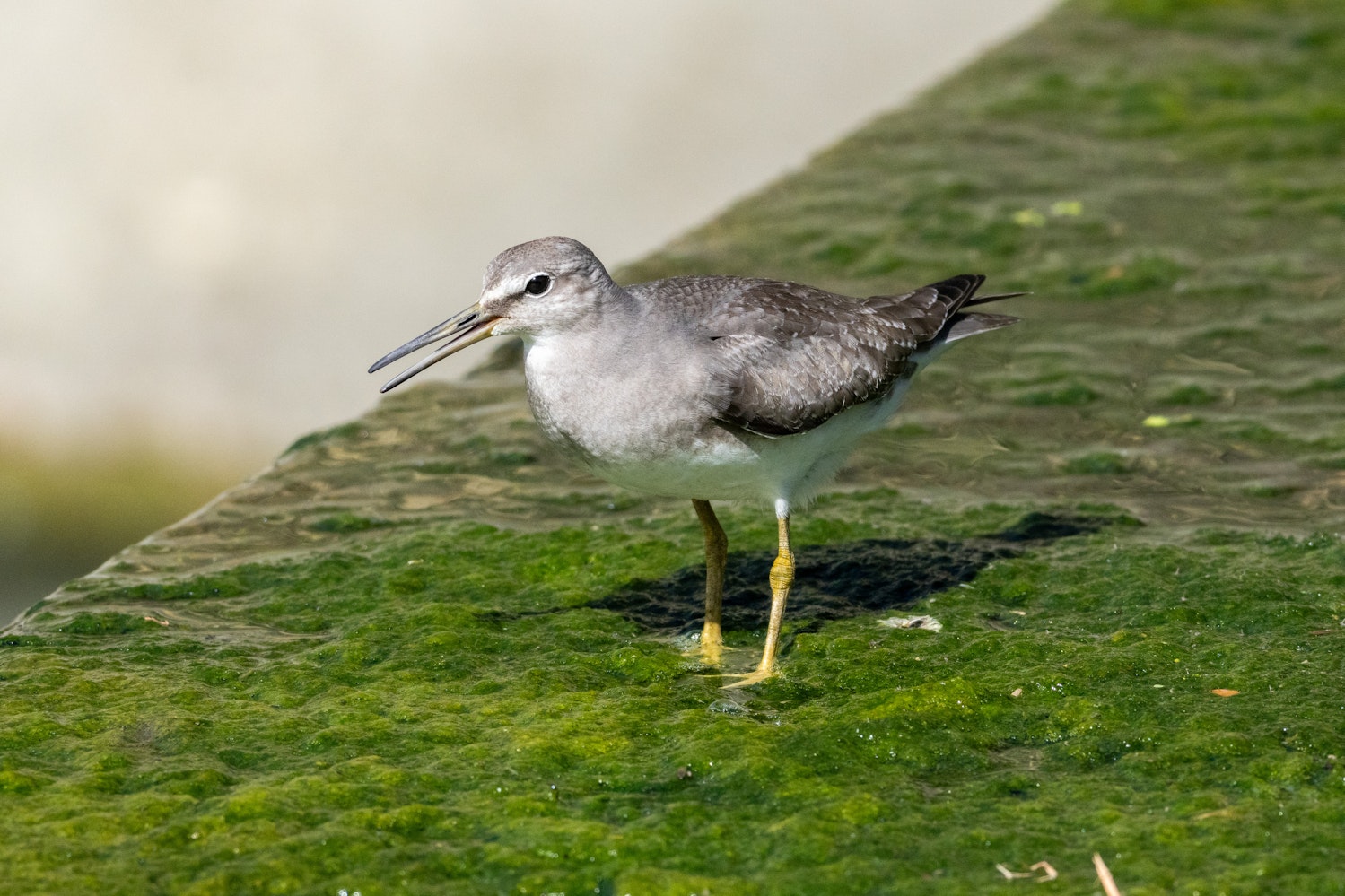公園の小川沿いにいたキアシシギ