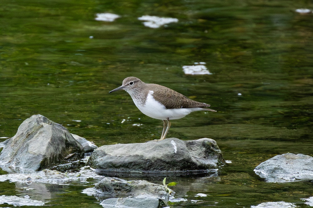 どんな時でもお尻を振っている - 2025.04.27 沖縄県沖縄市