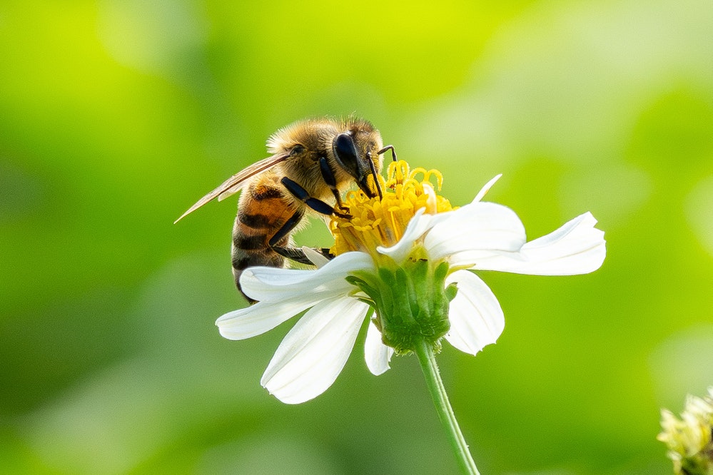 ミツバチ - 2025.10.27 沖縄県南城市