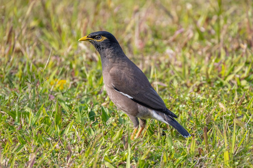 インドハッカ - 2026.03.21 台北市 