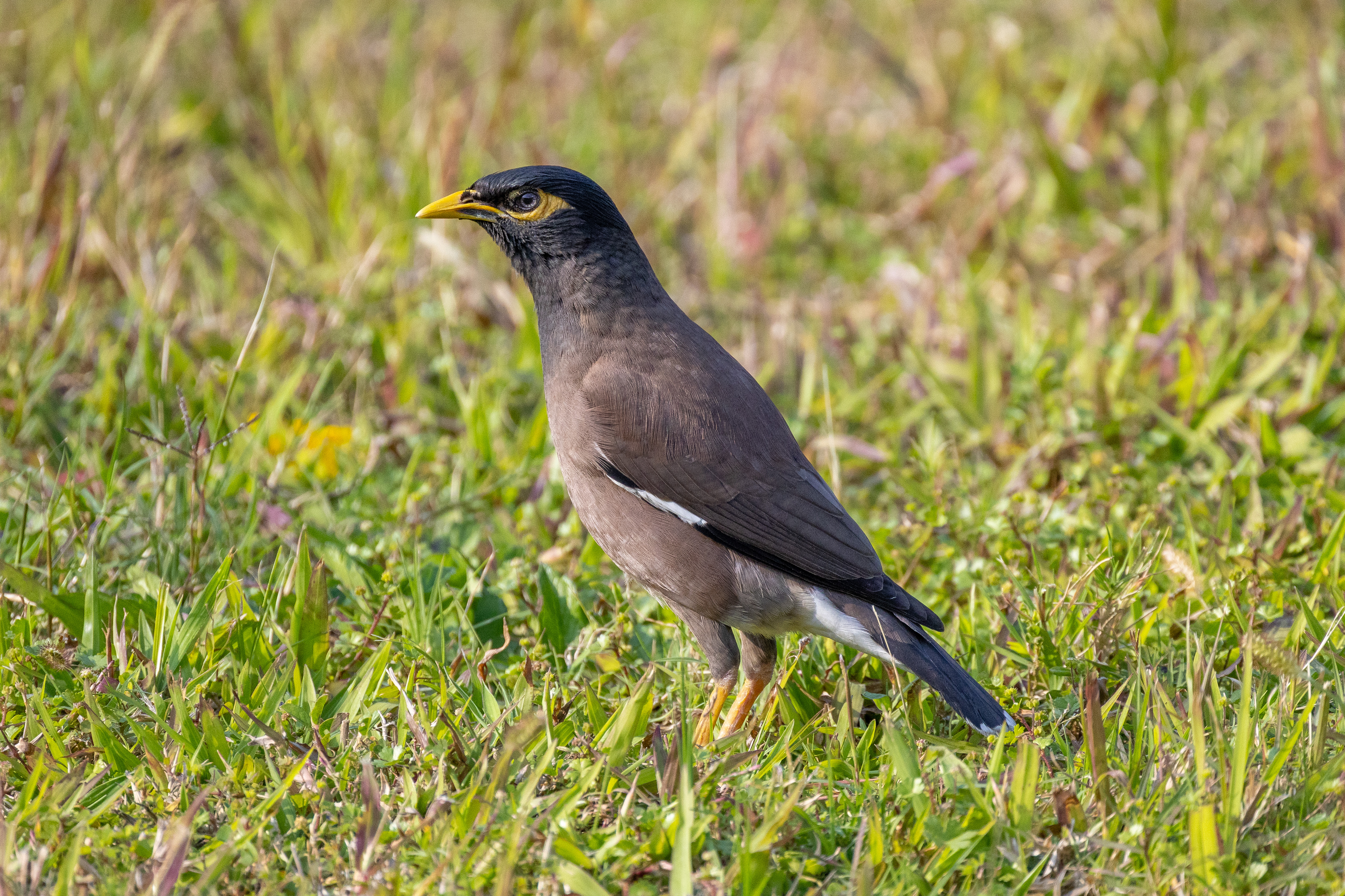 台湾の野鳥｜沖縄の野鳥