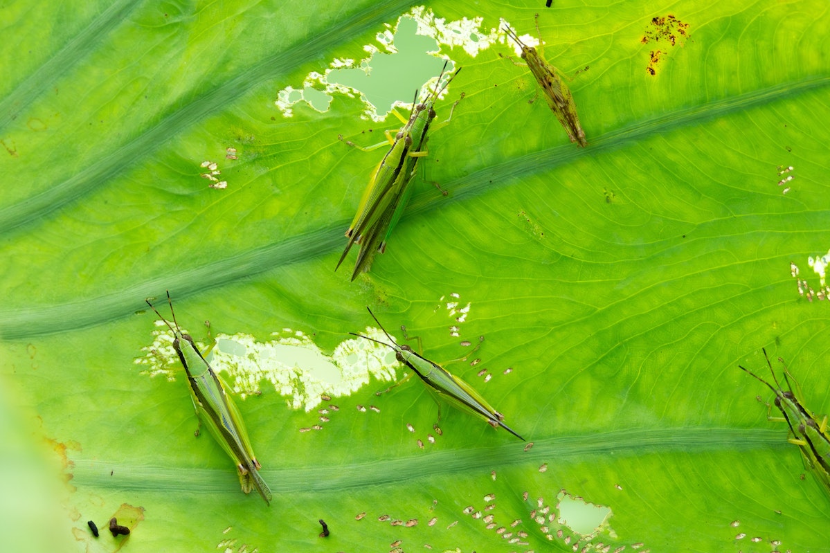 オキナワイナゴモドキ - 2025.07.12 沖縄県金武町