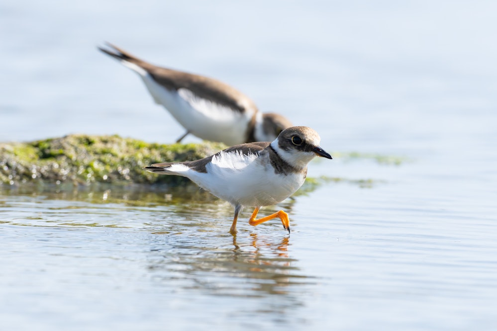 この日は海で5匹ほど見ました - 2026.02.22 沖縄県糸満市