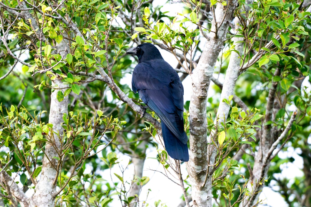 森の中でもよく見かける - 2025.12.21 沖縄県南城市