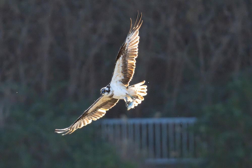 とった魚を持って飛行するミサゴ - 2026.01.12 沖縄県うるま市
